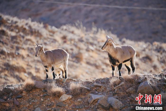 圖為都蘭縣境內(nèi)的野生動物?！±?攝