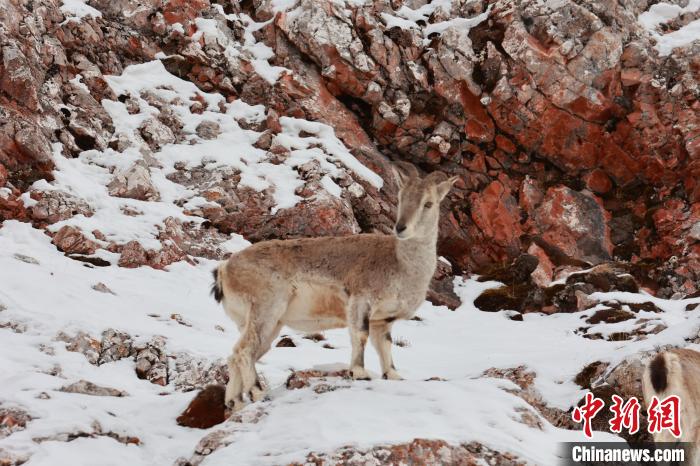 圖為在雪中悠然自得的巖羊。　白日丁布江才 攝