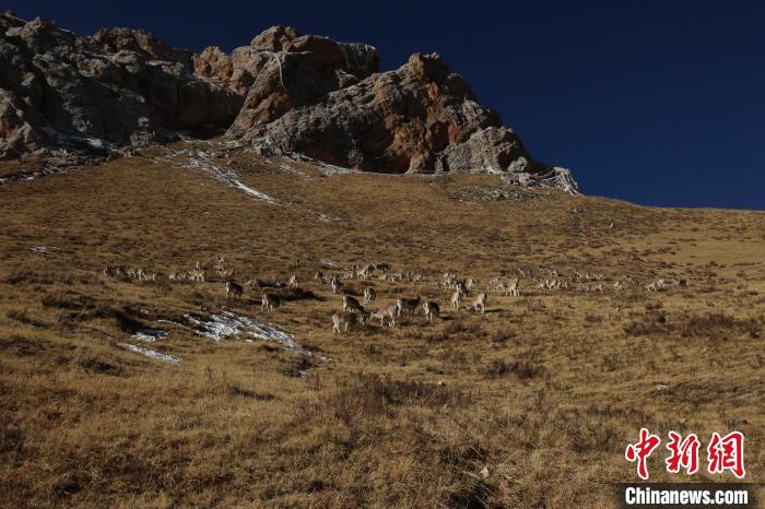 圖為巖羊群?！“兹斩〔冀?攝