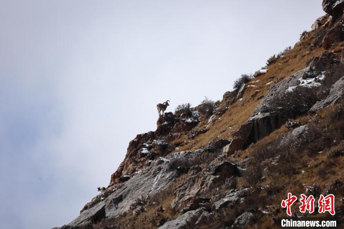 圖為在山崖上站立的巖羊?！“兹斩〔冀?攝