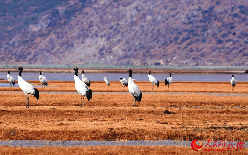 香格里拉納帕海濕地的黑頸鶴。李曉東攝