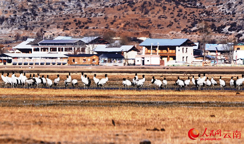 香格里拉納帕海濕地的黑頸鶴。李曉東攝