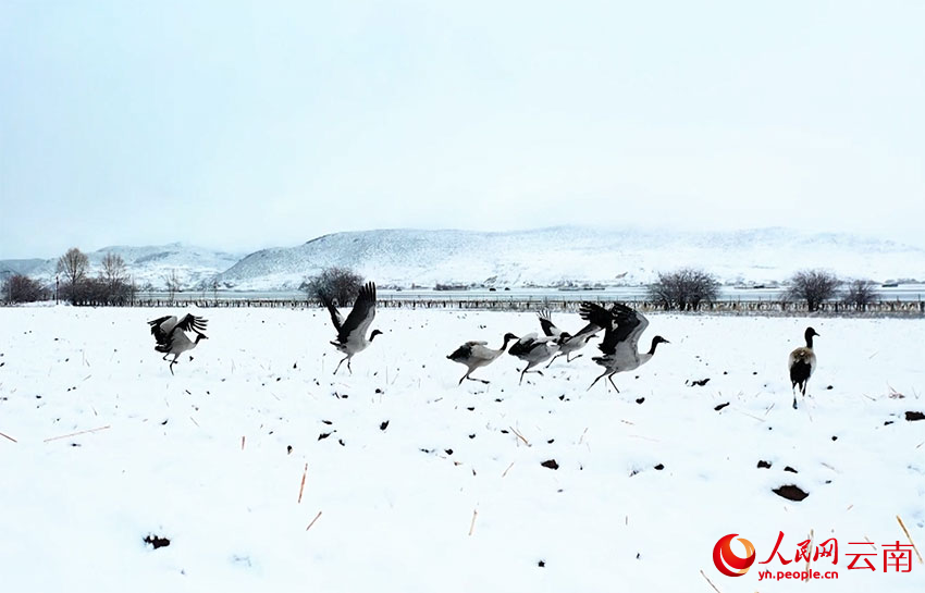 香格里拉納帕海濕地的黑頸鶴。趙旭燕攝