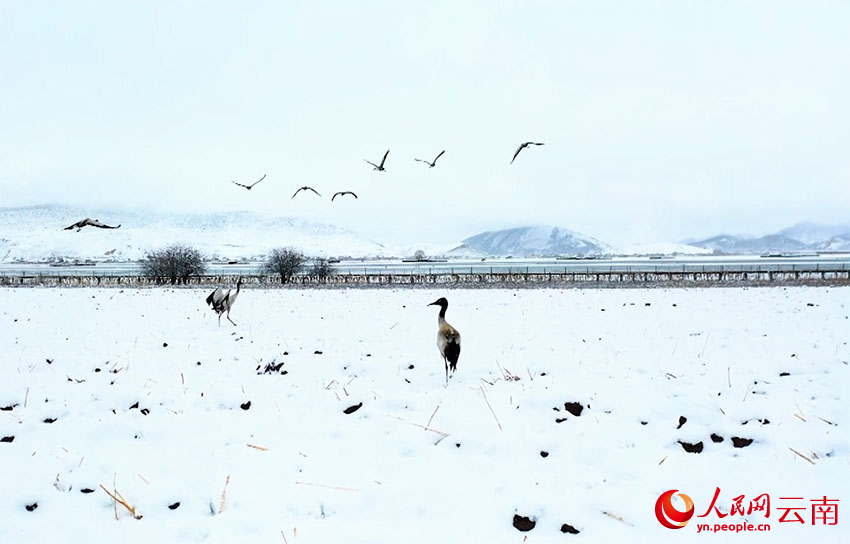 香格里拉納帕海濕地的黑頸鶴。趙旭燕攝