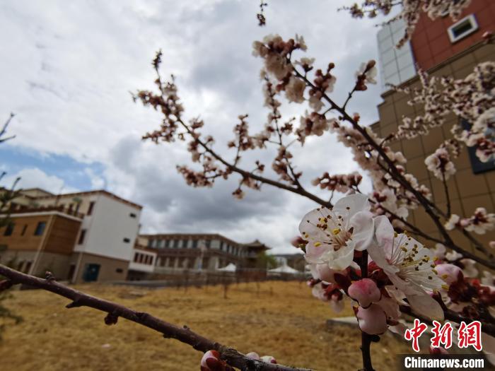 青海：初春遇降雪，百里不同“風”