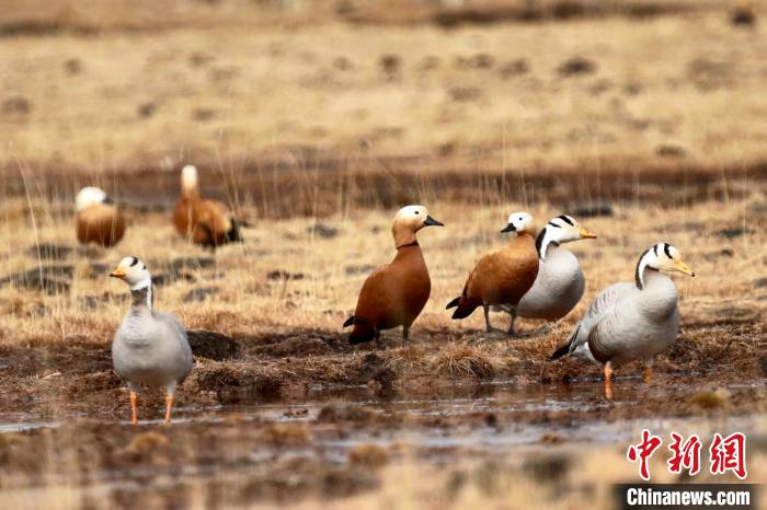 圖為斑頭雁和赤麻鴨?！“?攝