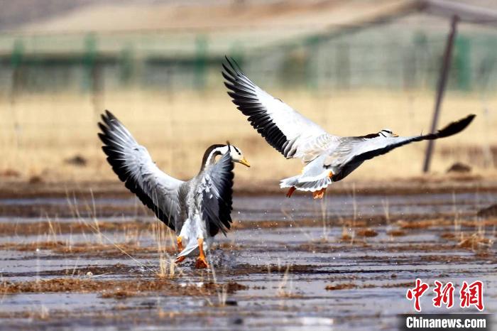 圖為斑頭雁嬉戲飛翔?！“?攝
