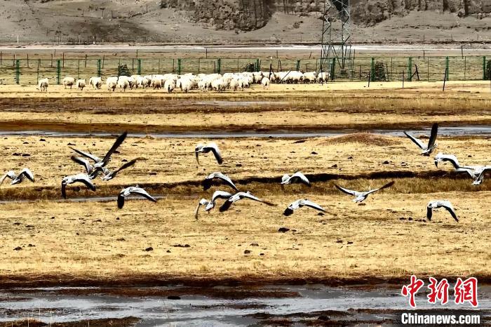 圖為斑頭雁在羊群邊飛翔?！“?攝