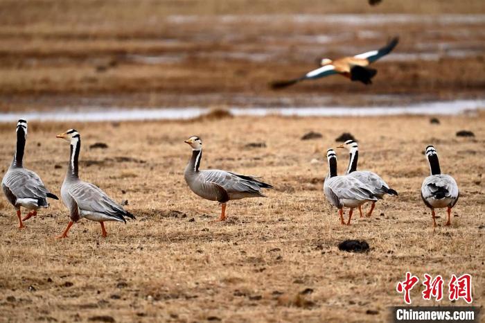 圖為成群的斑頭雁?！“?攝