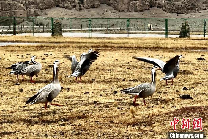 圖為斑頭雁。　包雷 攝