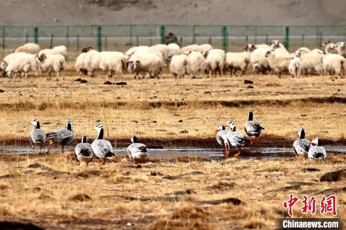 圖為羊群邊的成群斑頭雁?！“?攝