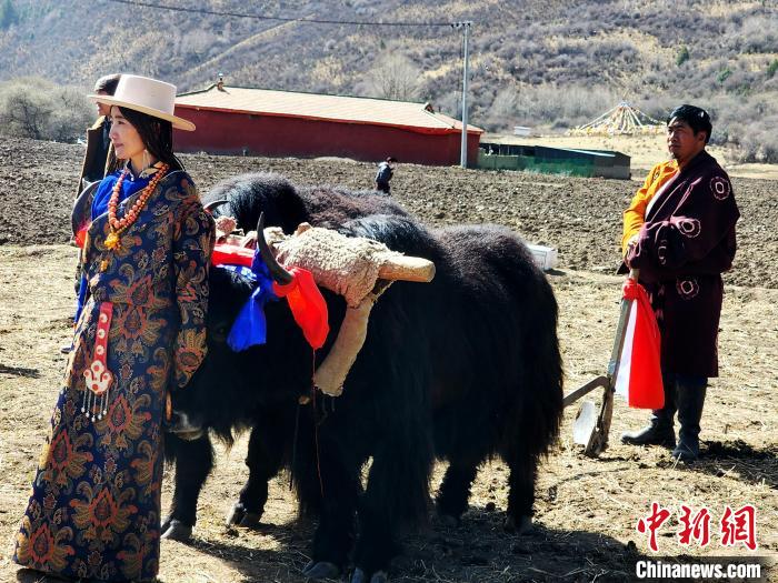圖為藏族民眾牽著耕牛參加春耕儀式。　王麗山 供圖