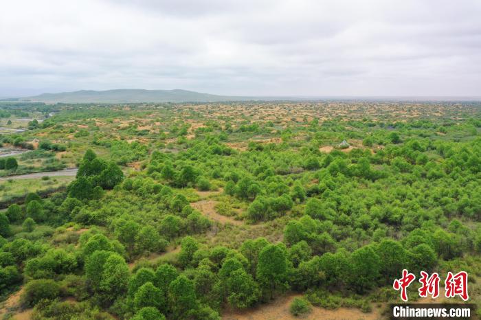 資料圖為航拍黃沙頭防沙治沙區(qū)植被?！∑钤鲚?攝