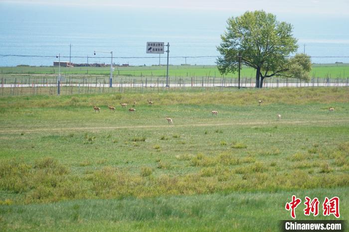 圖為成群普氏原羚在草場上愜意覓食，悠閑自在?！●R銘言 攝