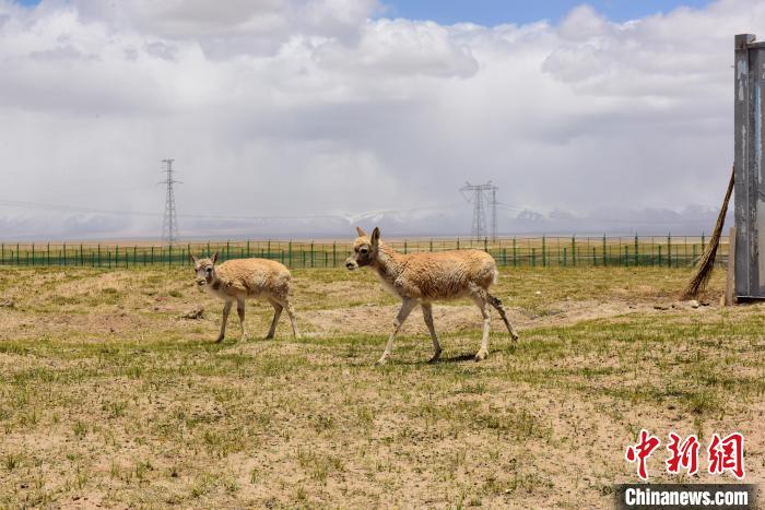 圖為可可西里國家級(jí)自然保護(hù)區(qū)內(nèi)的藏羚羊?！埢⒖?攝