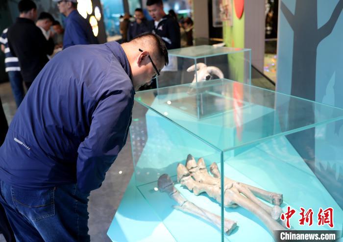 圖為臺(tái)商在祁連山國家公園生態(tài)科普館內(nèi)觀看標(biāo)本?！⊙Φ?攝