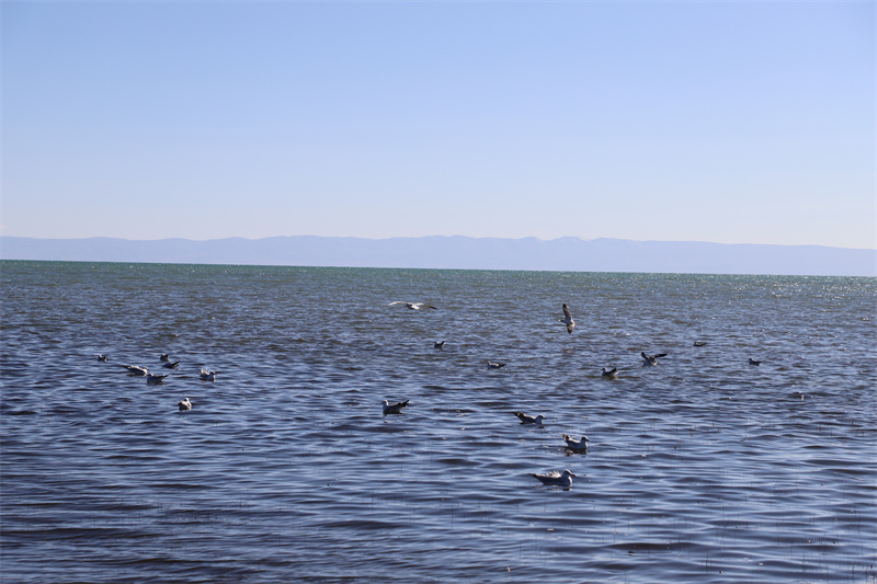 青海湖北岸仙女灣。才旦桑吾攝