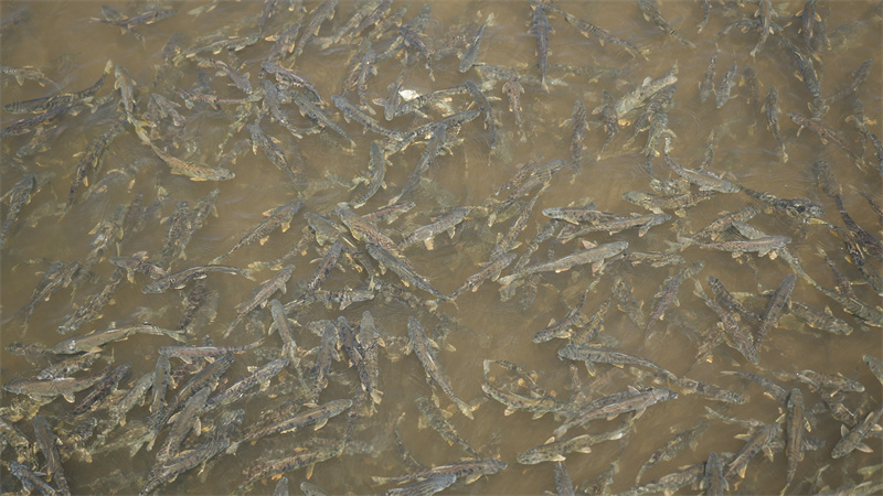 青海湖裸鯉。