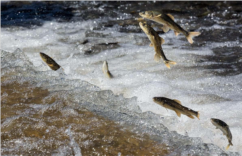 湟魚洄游。才旦桑吾攝