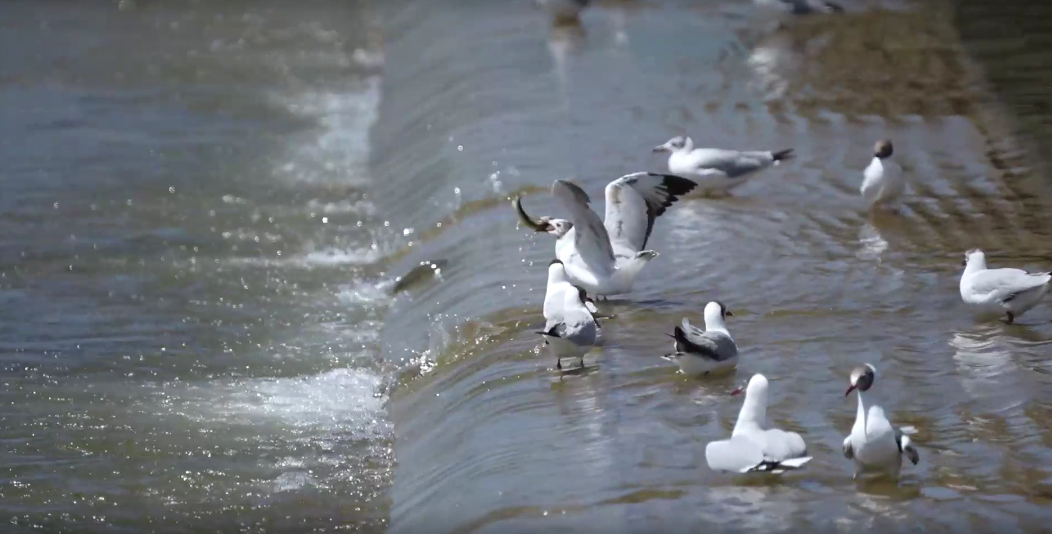 湟魚洄游奇觀。包雷攝