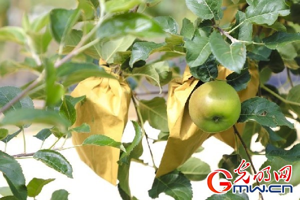 我們的家園｜小蘋果帶動大產(chǎn)業(yè)，帶你看看這座阿壩州小村的鄉(xiāng)村振興新模式