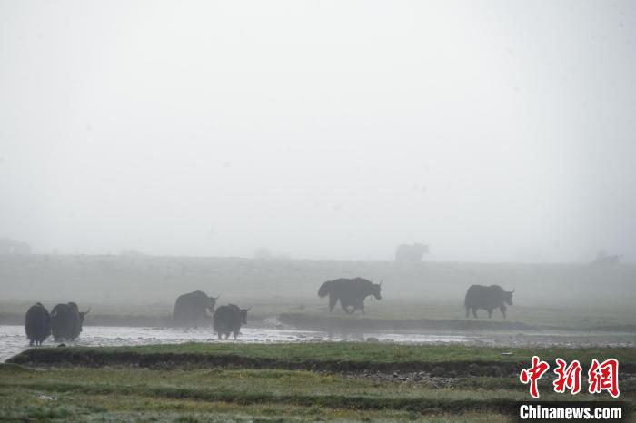 圖為成群牦牛在草灘上戲水漫步，宛如靜美水墨畫。　馬銘言 攝