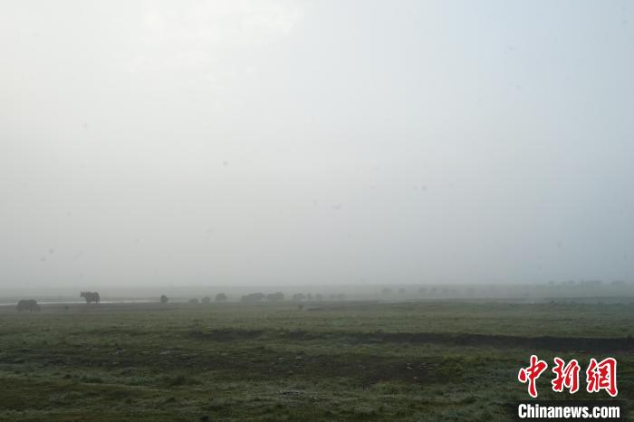 圖為成群牦牛在草灘上覓食、漫步，宛如靜美水墨畫?！●R銘言 攝