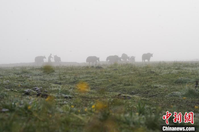 圖為成群牦牛在草灘上覓食、漫步，宛如靜美水墨畫?！●R銘言 攝