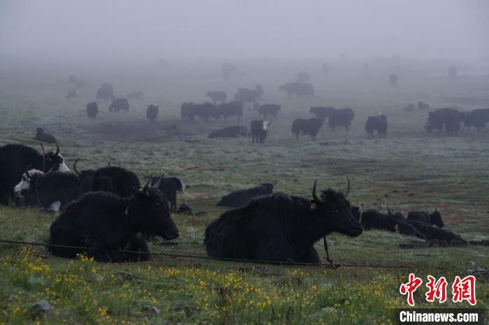 圖為成群牦牛在草灘上覓食、棲息，宛如靜美水墨畫。　馬銘言 攝
