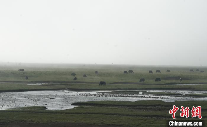 圖為成群牦牛在草灘上覓食、漫步，宛如靜美水墨畫。　馬銘言 攝