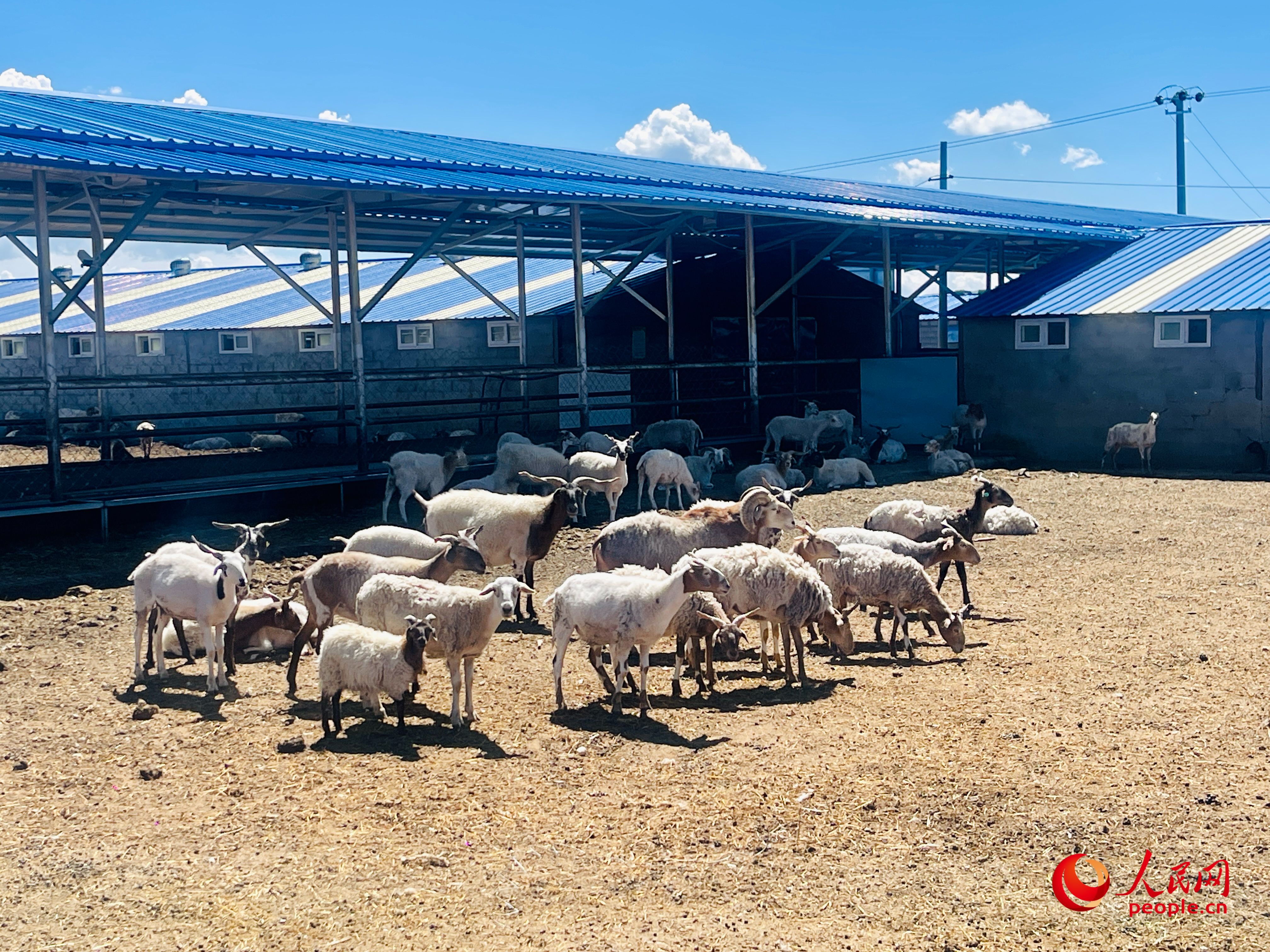 唐日合作社里養(yǎng)殖的羊。人民網(wǎng) 周靜圓攝