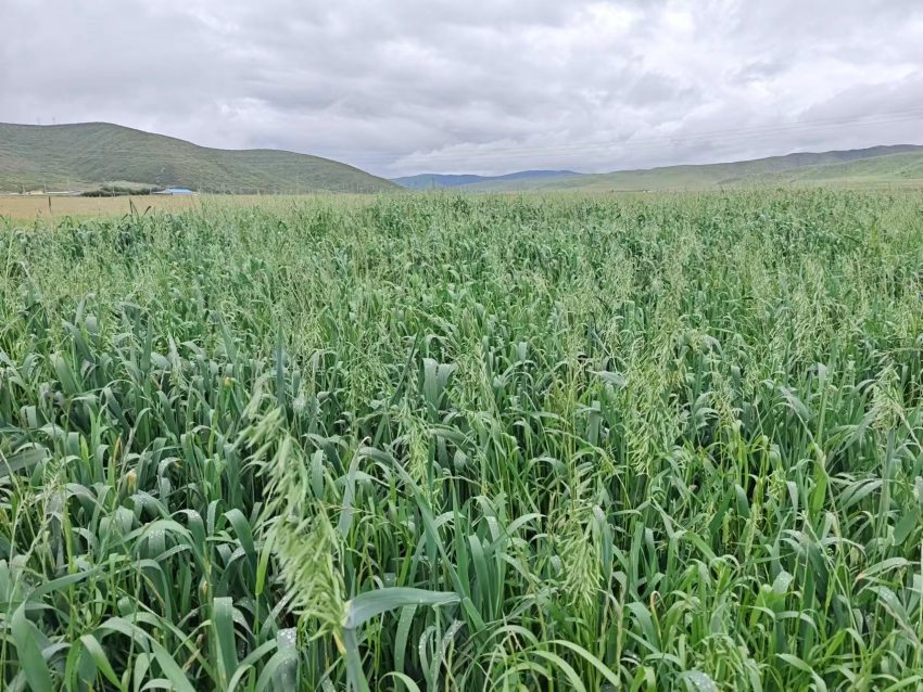 四川省阿壩州紅原縣草場。阿壩州紅原縣科學技術和農業(yè)畜牧局供圖