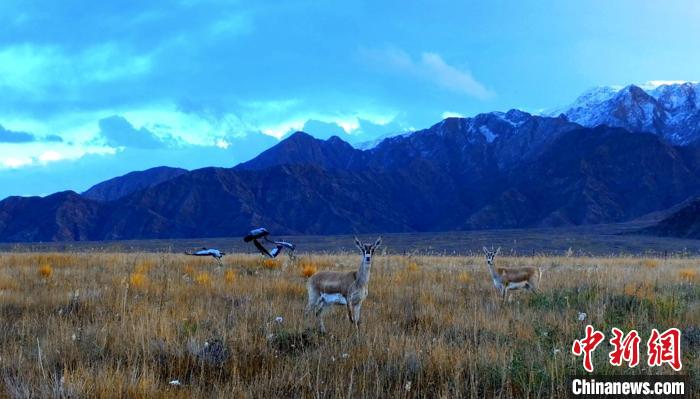 黑頸鶴、鵝喉羚多種野生動物“同框”現(xiàn)身青海都蘭湖國家濕地公園