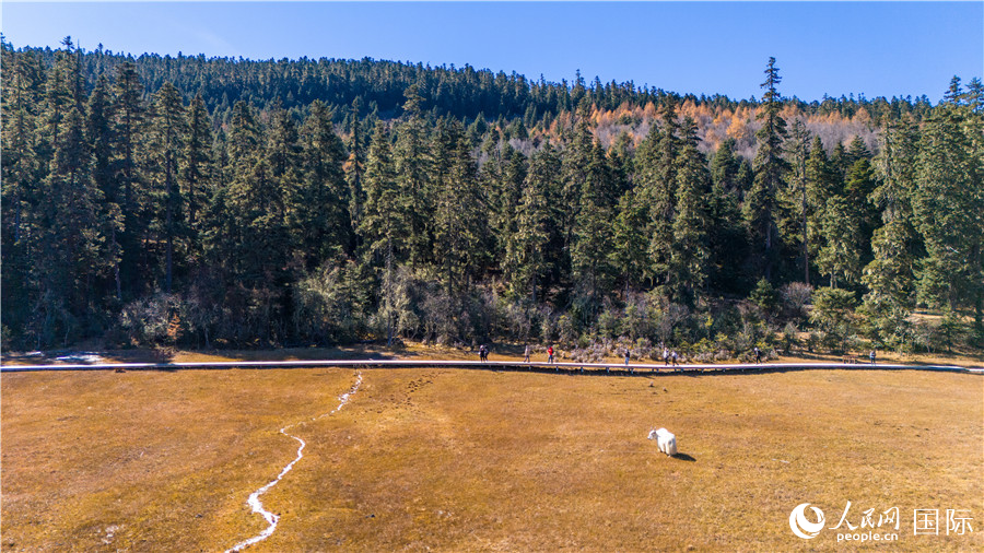 香格里拉國家公園景區(qū)內(nèi)的游客與悠閑的白牦牛。人民網(wǎng)記者 虎遵會攝
