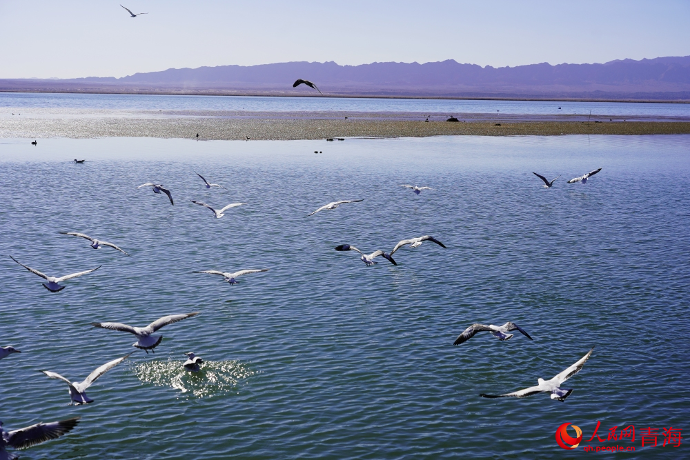 可魯克湖水鳥群飛。人民網(wǎng) 陳明菊攝