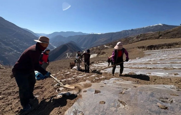 村民們正在種土豆。黑水縣融媒體中心供圖