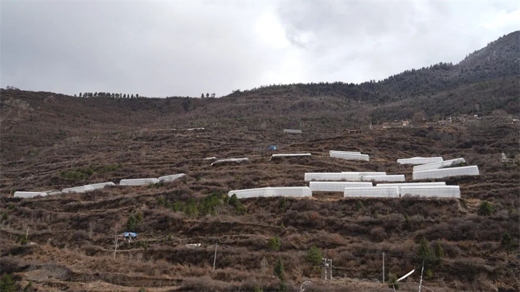 木日窩村藍(lán)莓示范基地。黑水縣融媒體中心供圖