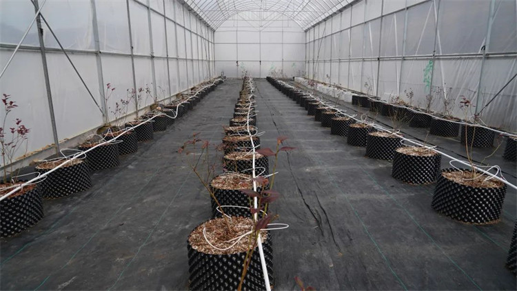 木日窩村藍(lán)莓示范基地的藍(lán)莓苗。黑水縣融媒體中心供圖