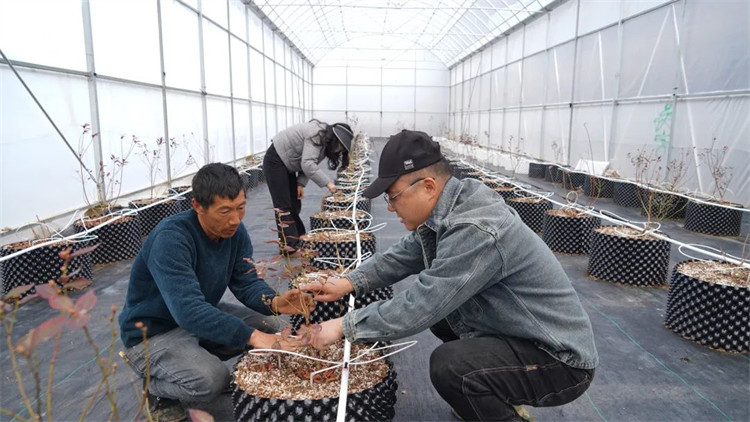 任宇和工人一起為藍(lán)莓苗修枝。黑水縣融媒體中心供圖