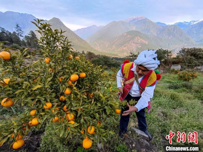 林芝下察隅鎮(zhèn)京都村101畝耙耙柑豐收。　江飛波 攝