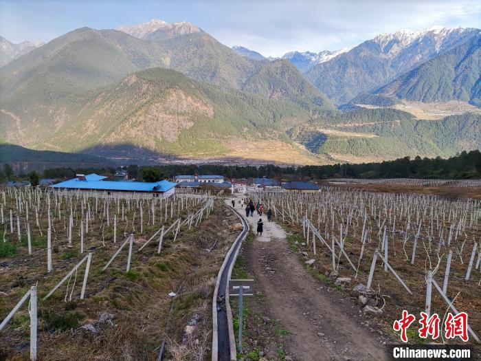 西藏林芝下察隅鎮(zhèn)的獼猴桃種植園?！〗w波 攝