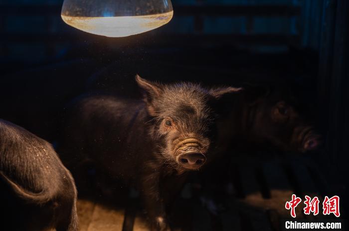 圖為藏豬被稱為“高原之珍”，以口感佳、營養(yǎng)價值高而聞名?！『闻罾?攝