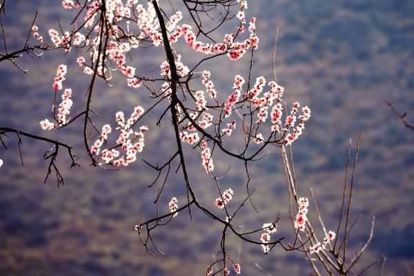 世外桃源！一組圖告訴你，西藏林芝桃花能有多美