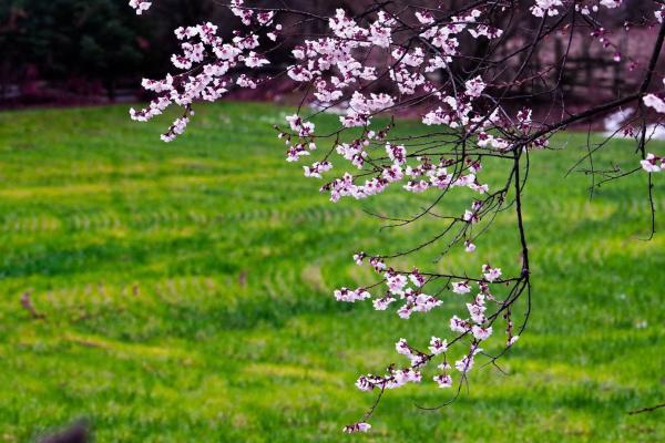 世外桃源！一組圖告訴你，西藏林芝桃花能有多美
