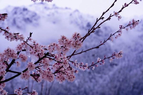 世外桃源！一組圖告訴你，西藏林芝桃花能有多美