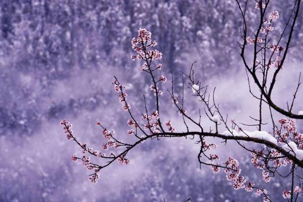 世外桃源！一組圖告訴你，西藏林芝桃花能有多美