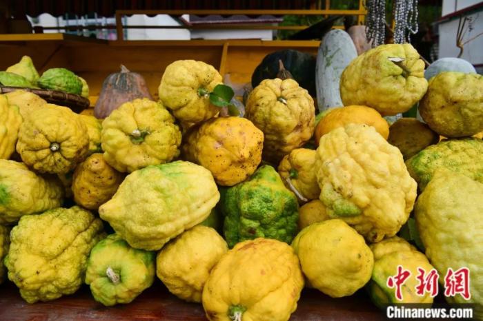 墨脫大檸檬，學(xué)名香櫞，和檸檬均為蕓香科植物。(<a target='_blank' href='/'><p  align=