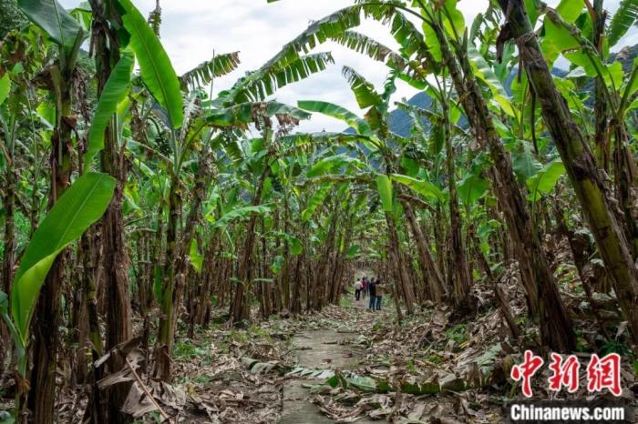 墨脫公路沿線的芭蕉林。