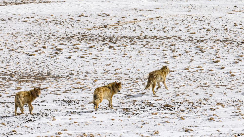 狼。金阿次仁攝