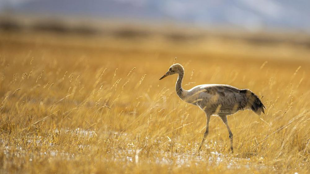 黑頸鶴幼鳥。金阿次仁攝